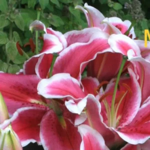 Pink lilies with green leaves in garden.