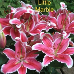 Pink lilies with green leaves and bud.