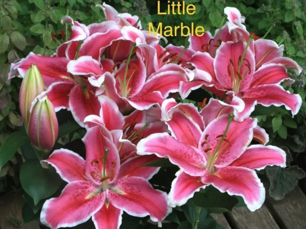 Pink lilies with green leaves and bud.