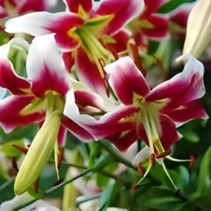 White-edged pink lilies with drooping blooms