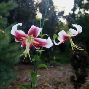 Pink and white flowers in garden setting.