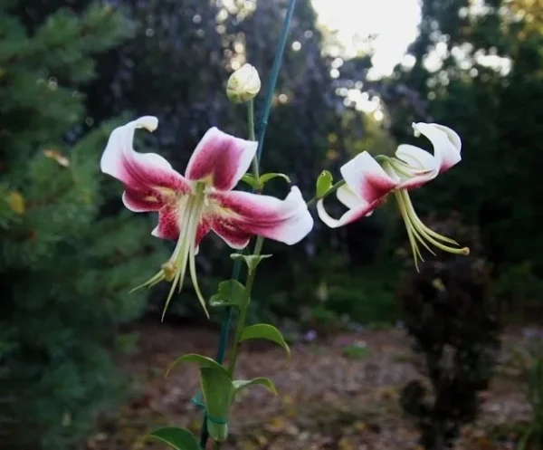 Pink and white flowers in garden setting.