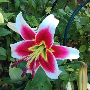 Red and white lily with green leaves.