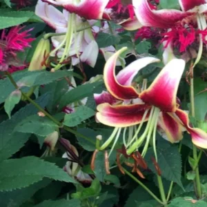 Recurved pink-yellow lilies among green leaves