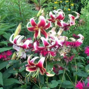 Colorful lilies blooming in a lush garden.