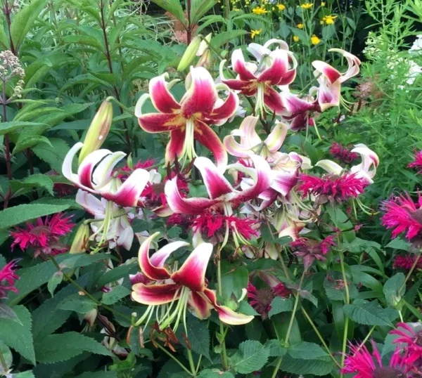 Colorful lilies blooming in a lush garden.