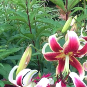 Red and white lilies in garden setting.