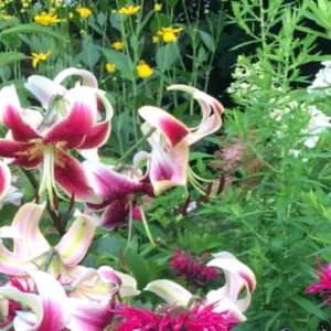 Colorful flowers in a lush garden setting.