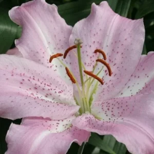 Pale pink oriental lily with spotted throat