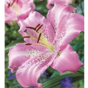 Pink lily in full bloom, close-up.