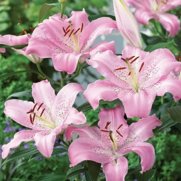 Pink stargazer lilies blooming in garden