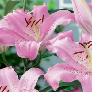 Pink lilies in full bloom with greenery.