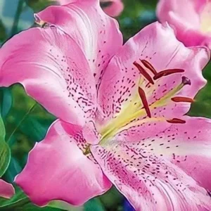 Vibrant garden pink lily bloom