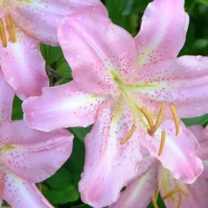 Pink lilies with dew on petals.