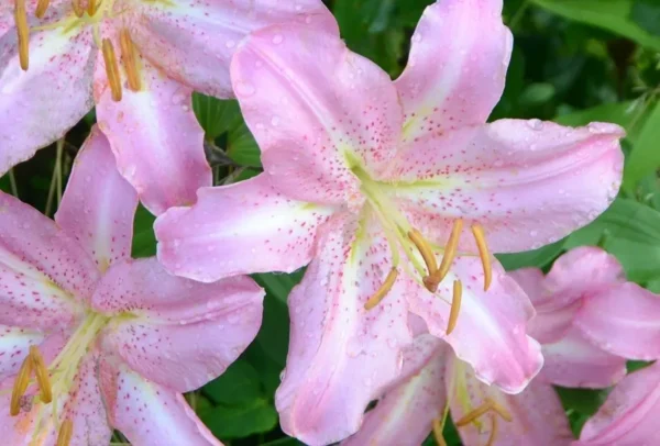 Pink lilies with dew on petals.