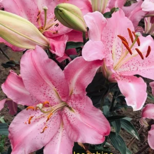 Pink lilies in full bloom outdoors.