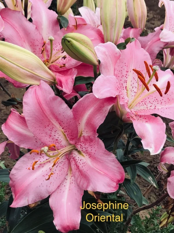 Pink lilies in full bloom outdoors.