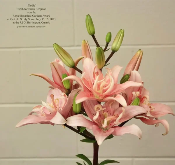 Pink lilies in a floral arrangement.