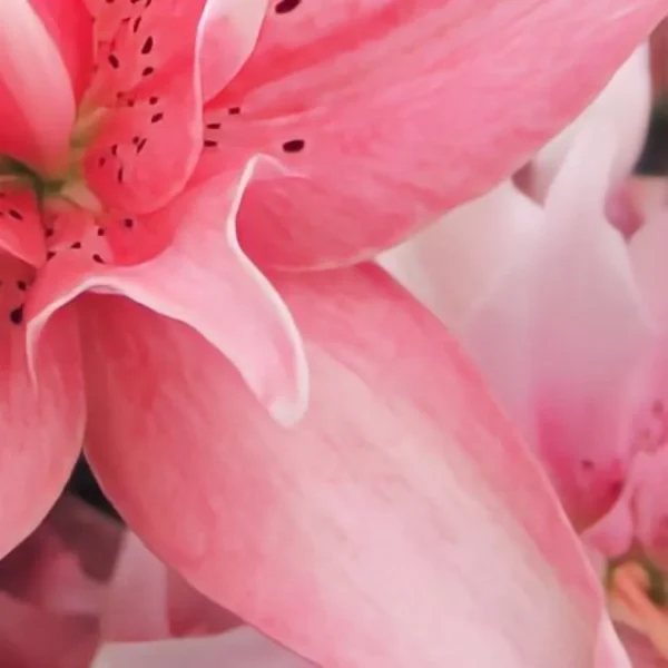 Close up pink lily petals with speckles