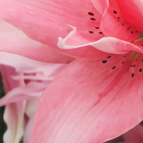 Close-up pink lily petals with black speckles