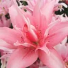 Pink lily flower with soft petals.