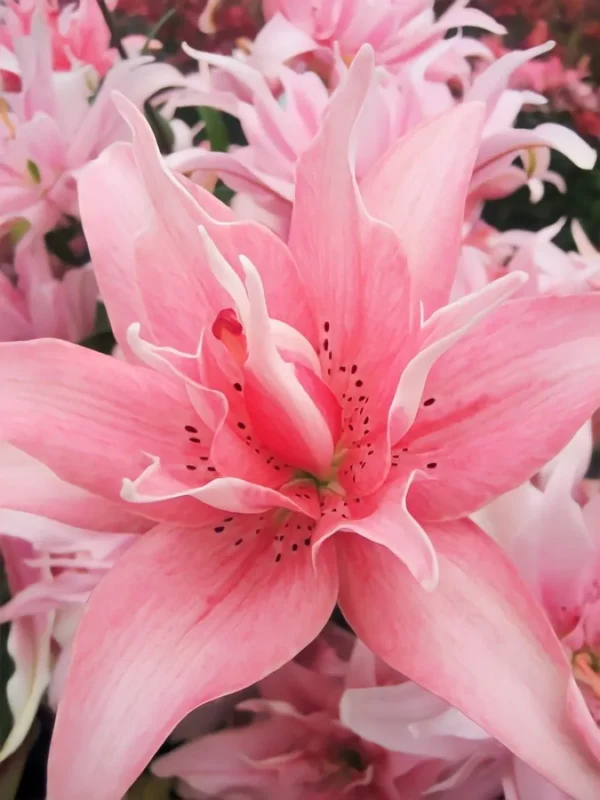 Pink lily flower with soft petals.