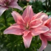 Pink lilies in full bloom, green background.