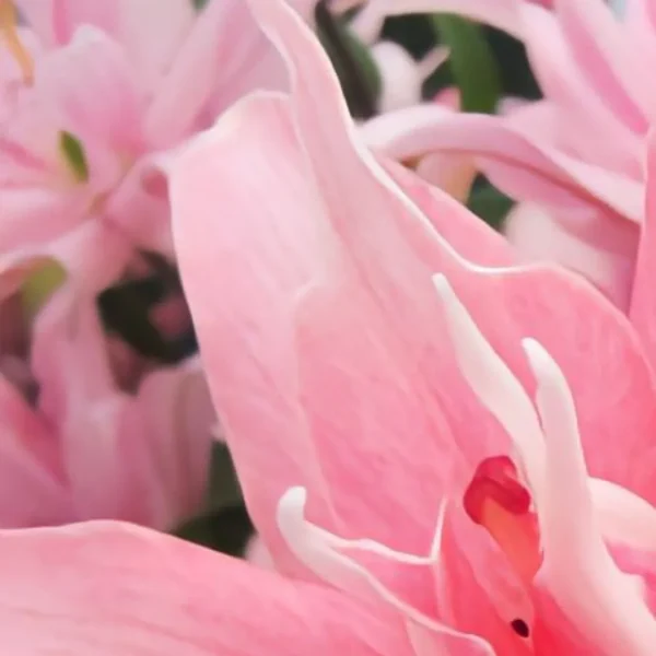 Close-up of blooming pink lily petals.