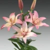 pink lily blossoms with buds on stem