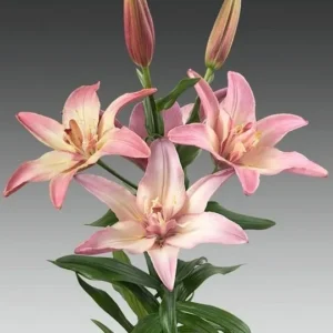 pink lily blossoms with buds on stem