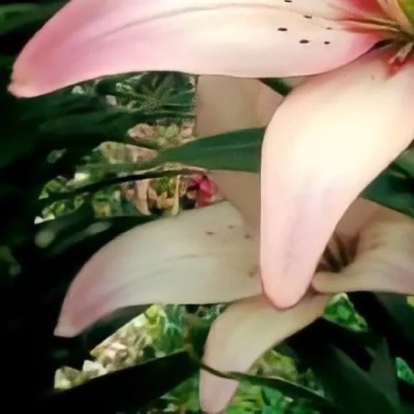 Close-up pale pink lily blossoms
