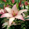 Pink Asiatic lily with green leaves.