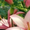 Pink lilies with greenery in the background.