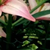 Pink lily with lush green leaves.
