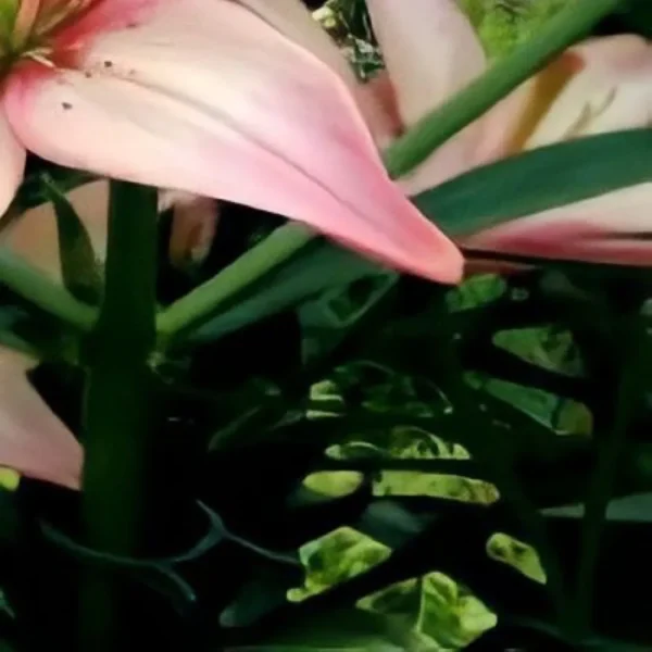 Pink lily with lush green leaves.