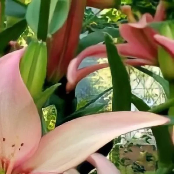 Pink lily blossoms with green foliage