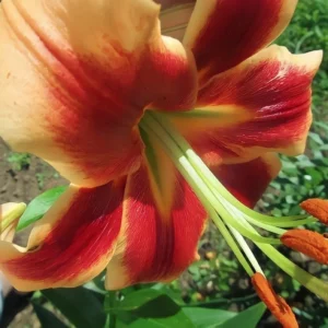 Orange and red lily in sunlight.