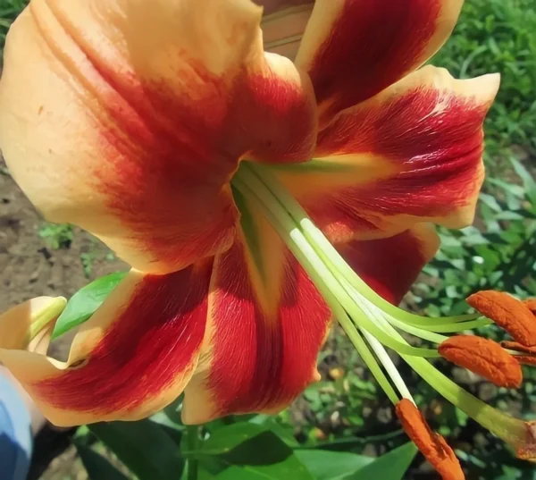Orange and red lily in sunlight.