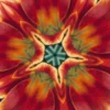 Kaleidoscopic pattern of red and orange petals.
