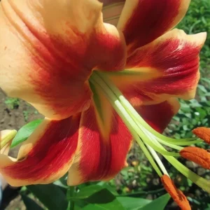 Close-up of red and yellow lily