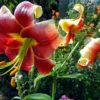 Red and yellow lilies in garden.