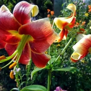 Red and yellow lilies in garden.
