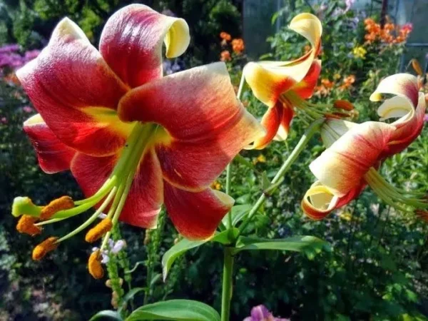 Red and yellow lilies in garden.