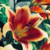 Close-up of vibrant red and yellow lilies.