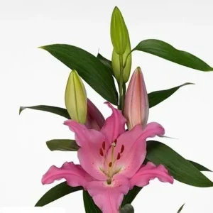 Pink lily with green leaves and buds.
