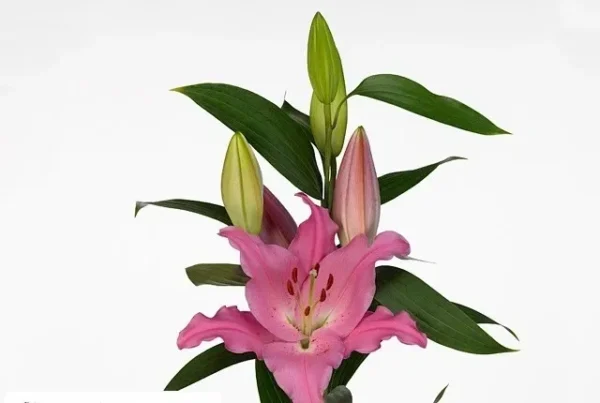 Pink lily with green leaves and buds.