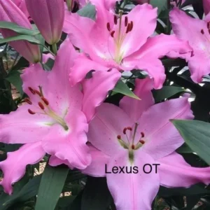 Close-up of pink oriental lily cluster