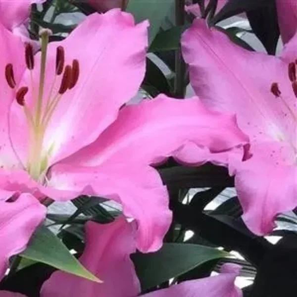 Ruffled magenta lily blooms with speckled petals