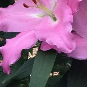 Soft ruffled pink lily over dark foliage