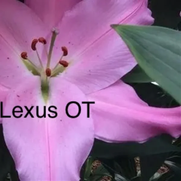 Pink lily with green leaves, "Lexus OT".